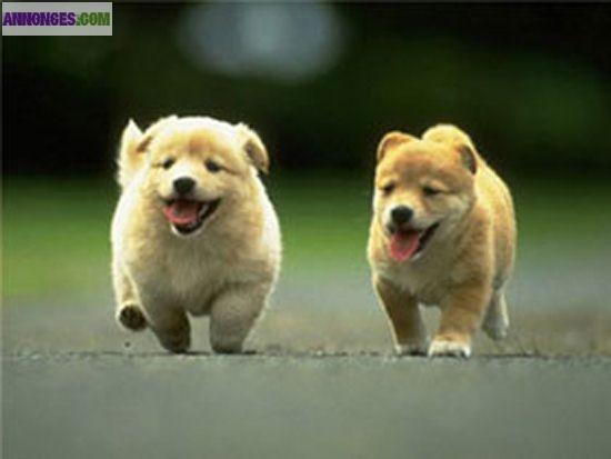 Garde animaux chiens chats