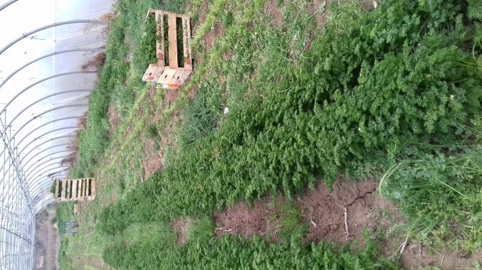 Bonjour je recherche du travail