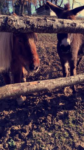 CHERCHE ETUDIANT(E) POUR SOINS PONEY