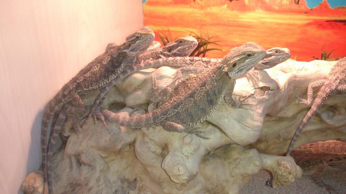 Pogona Vitticeps MÂLE