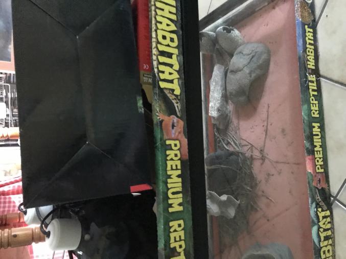 Terrarium reptile Animals