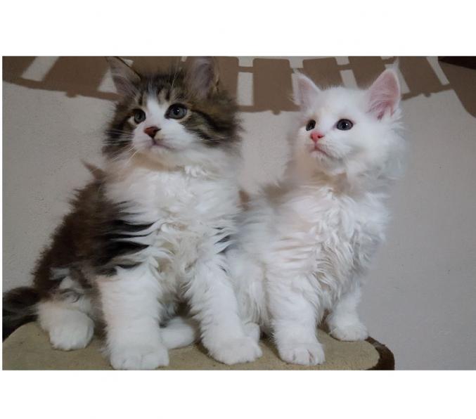 Nous donnons gratuitement deux adorables chatons Maine Coon femelle et un mâle.