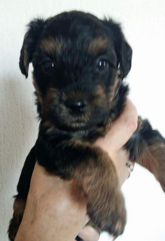 CHIOTS CROISE YORKSHIRE - CANICHE