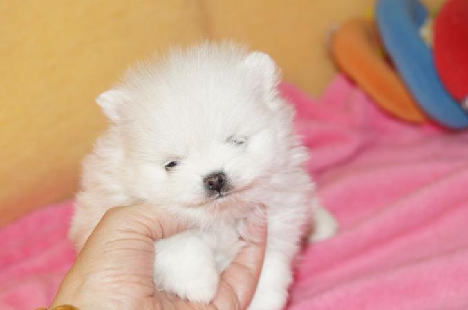 Chiots Spitz Nain