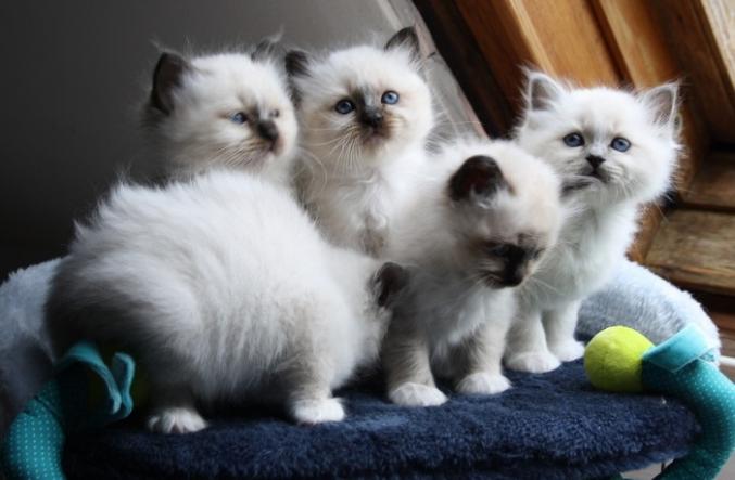 Chaton Sacre de Birmanie pour adoption