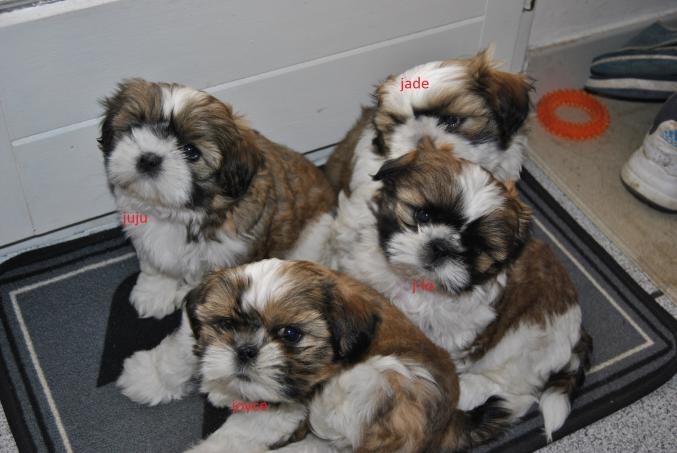 Chiots type shih tzu