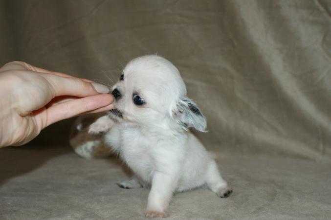 Chiot type femelle chihuahua non lof a céder