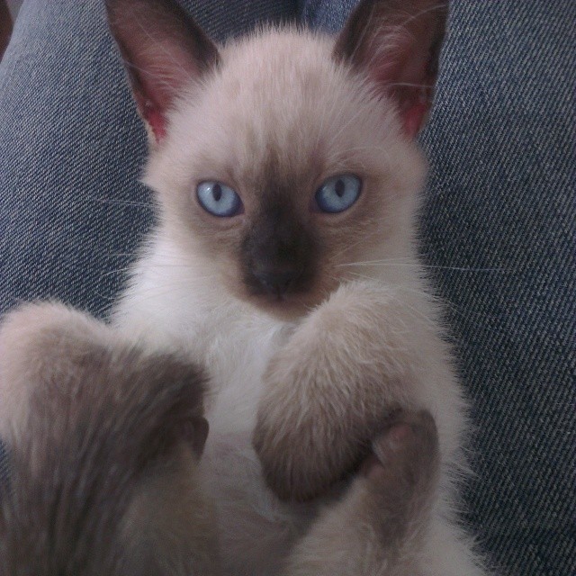 A réserver adorable Chaton Siamois Mâle