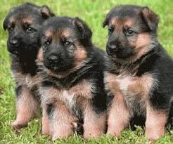 Superbe chiots berger allemand lof