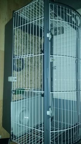 Vend deux jeune cochon d'inde