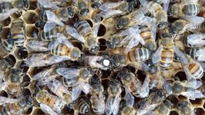 Enlevement essaim abeilles