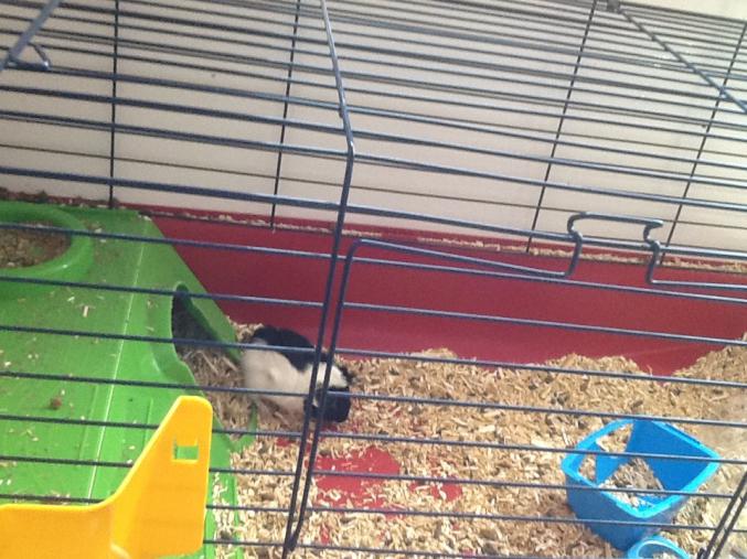 Bébé cochon d Inde 