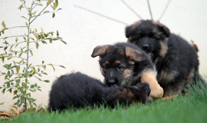 Chiots Berger allemand LOF adonne