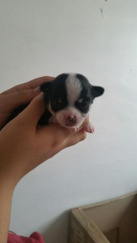 A vendre bébé chihuahua