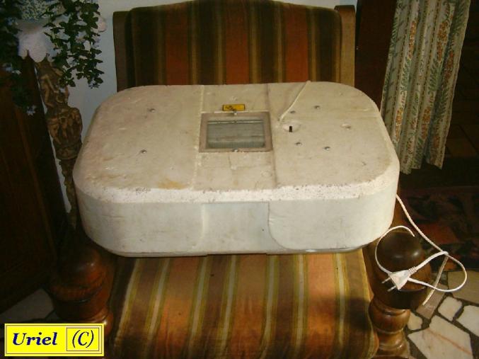 Couveuse et oeuf fecondé