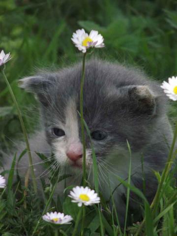 Donne adorables chatons à poils longs