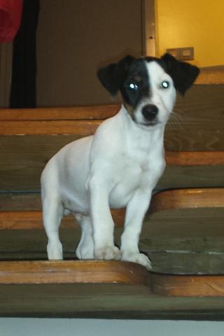 Type Jack Russell - 2 Mois - Dispo immédiatement