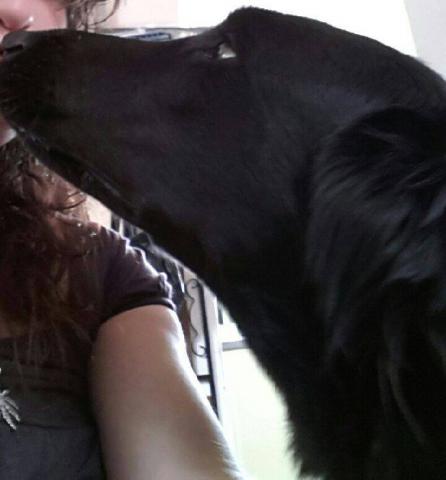 RECHERCHE chienne croisé labrador noire