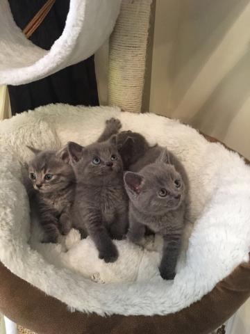 Adoption chatons chartreux