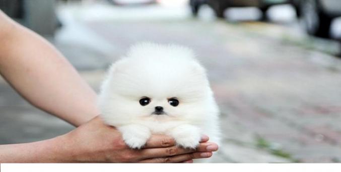 Toutou Poméranie disponibles pour adoption