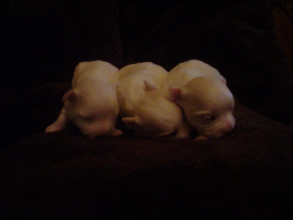 Chiots bichons maltais toy/nain