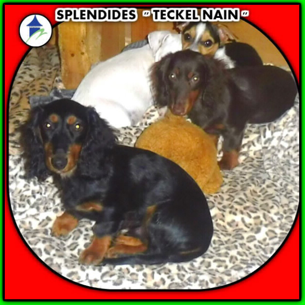 ADORABLES TECKEL NAIN poils long