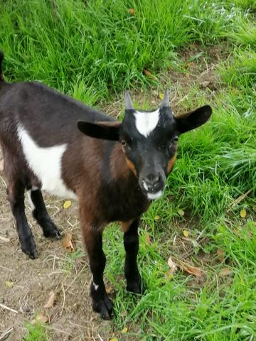 2 chevreaux castrés de 3mois semi nain