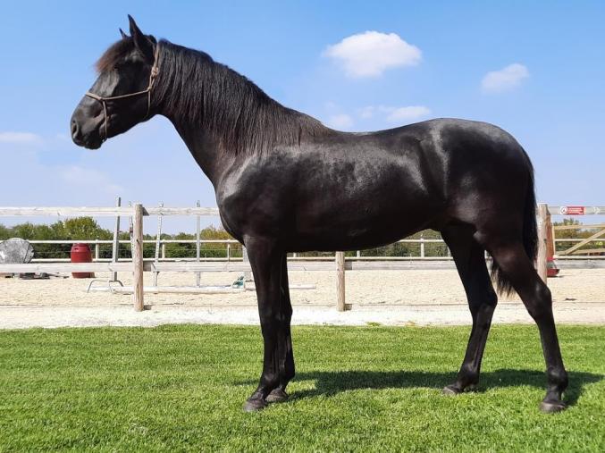 Cheval PRE noir JALEO
