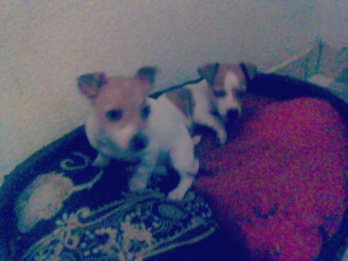 Chiots jack Russel terrier