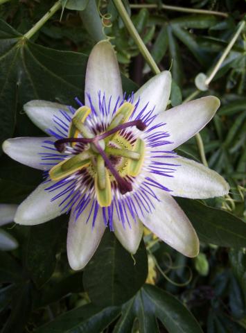 Cherche maison, fermette+hectares