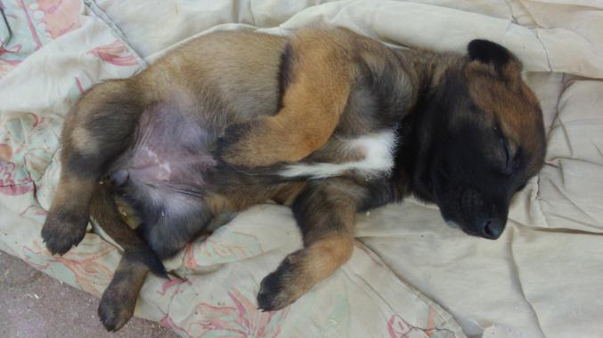 à réserver berger belge malinois