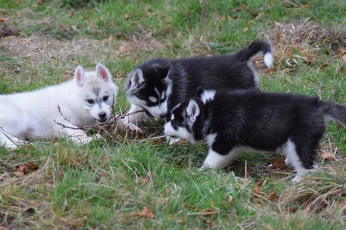 5 chiots Husky Sibérien