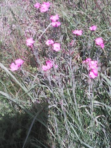 DIVERS ARBUSTES ET AUTRES PLANTES