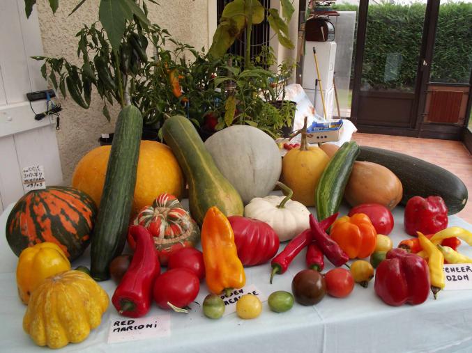Graines tomates et potageres
