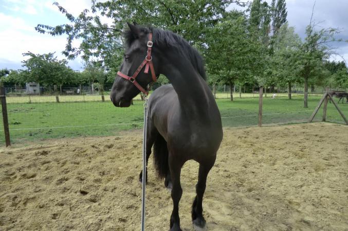 Don belle jument frison