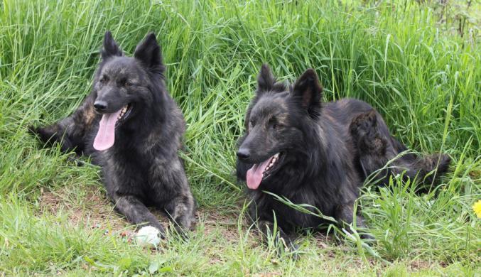 Chiots bergers hollandais à poil long L.O.F.