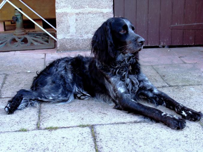 A réserver chiots epagneuls bleus de Picardie LOF