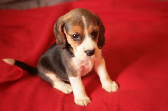 Adorable Beagle femelle