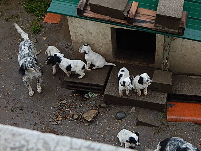 Chiot setter anglais