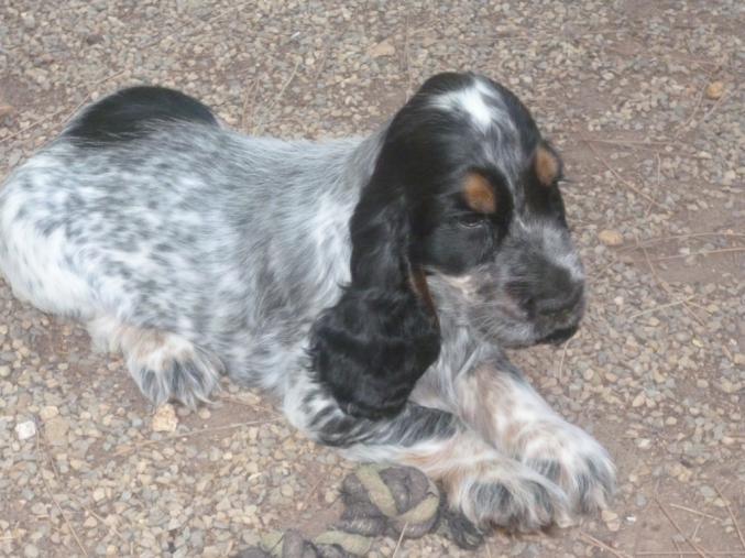 CHIOTS COCKER AU LOF