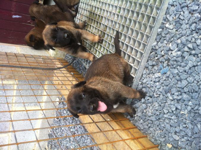 Chiot malinois pure race