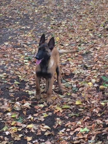 Vend chiot malinois