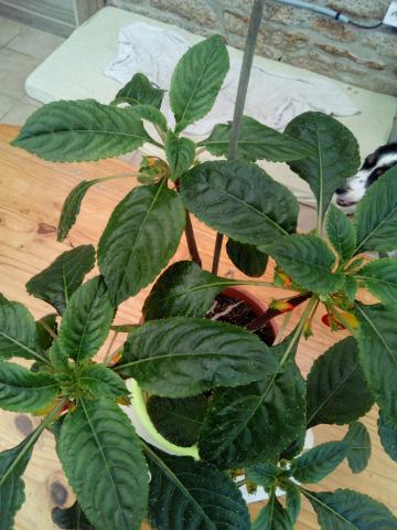 Plante impatiens niamniamensis