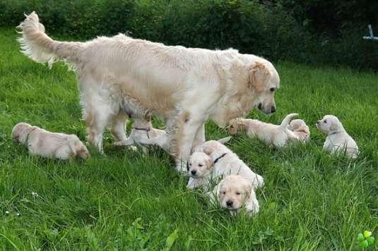 Magnifiques Chiots Golden Retriever Pure Race, Portée de 10 Chiots dont 5