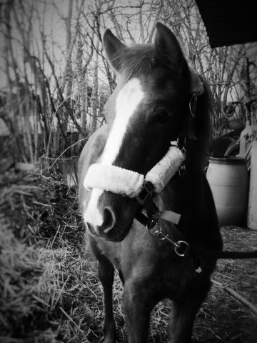 Vd ou echan pouliche