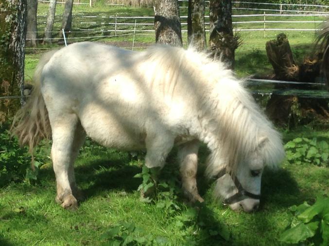 2 mini shetlands adultes 70 et 78 cm