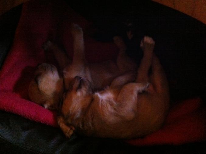 4 chiennes moitie Cocker et Fox