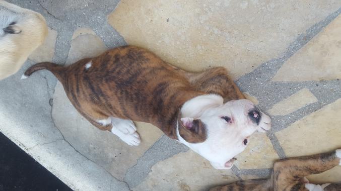 CHIOT bouledogue Americain