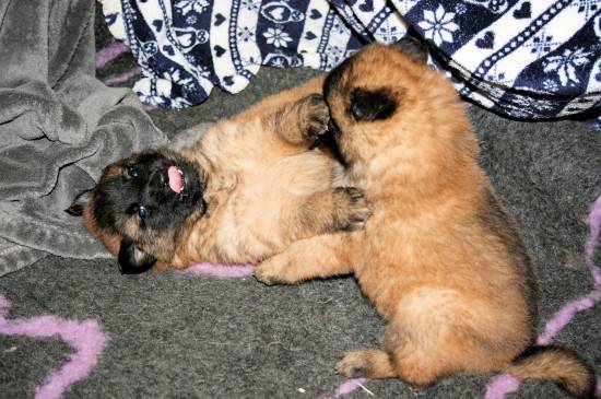 Chiots berger belge malinois gros gabarit (lof)