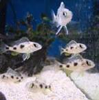 Otopharinx lithobathe